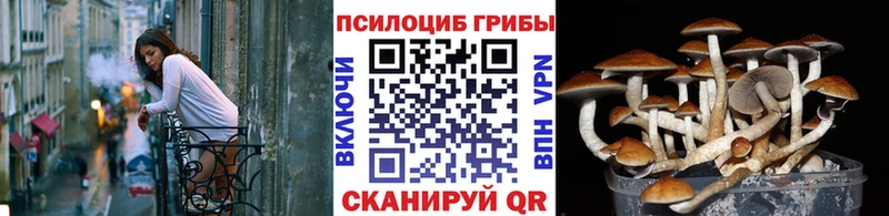 Псилоцибиновые грибы Cubensis  маркетплейс состав  Рудня 